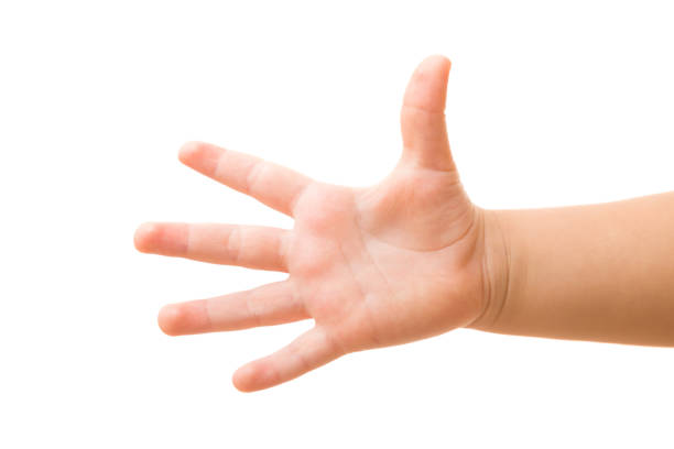 An open palm, with fingers spread wide, displayed against a clean white background.