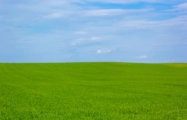Beautiful green field and blue sky