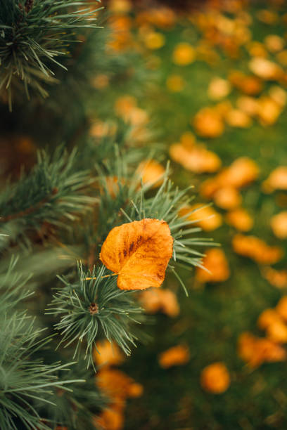A yellow autumn leaf on a spruce twig against the background of grass with fallen leaves.