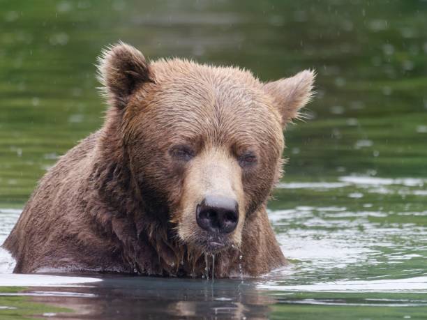 istock Alaskan brown bear in Big River Lakes, Alaska, USA 2186133364