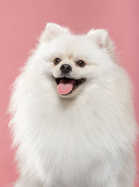 istock Fluffy white pomeranian smiling against a light pink background in a cheerful setting 2186137702