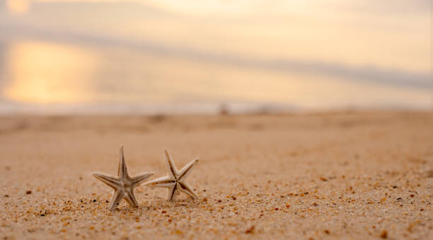 istock Starfish on summer beach sand with morning surise. Summer background with copy space for text.Peacful  Nature of Tropical life with two starfishs resting on sandy beach with orange sunset 2186139053