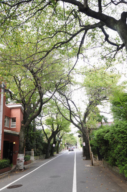 istock Tree-lined street of Seijo-dori 2186141481