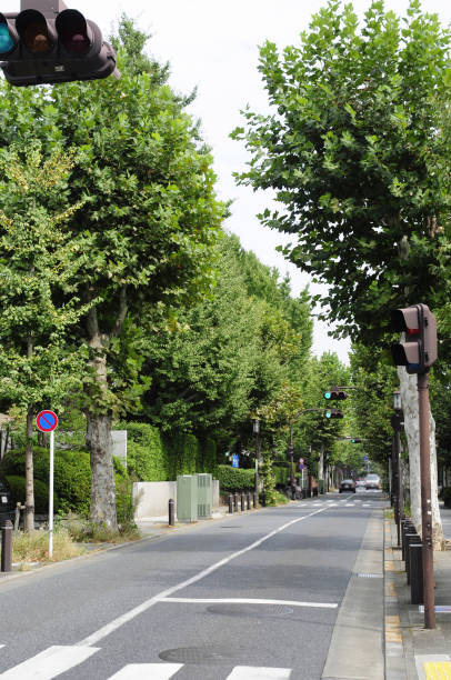 istock Tree-lined street in Seijo 6-chome, Setagaya Ward 2186141745