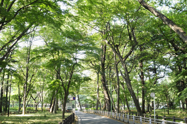 istock Tree-lined street in Inokashira Park 2186142610