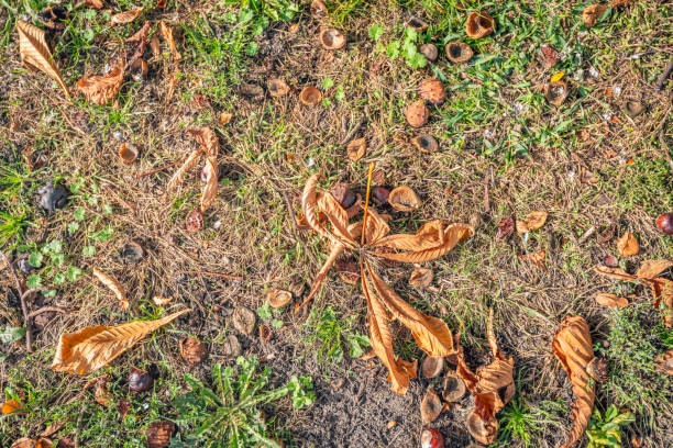 Horse chestnut fruit also known as conkers under a leaf having fallen from a Horse chestnut tree.
