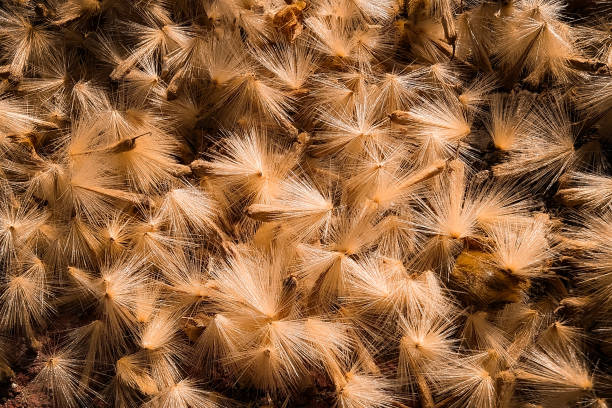 macro photography of a dandelion