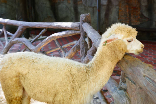 Close-up view of alpaca in farm