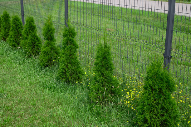 istock Thujas planted on the plot boundary separate the area from the neighbour 2186165125