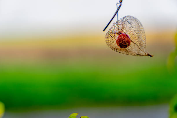 Single Physalis Pod with Blurred Countryside Background