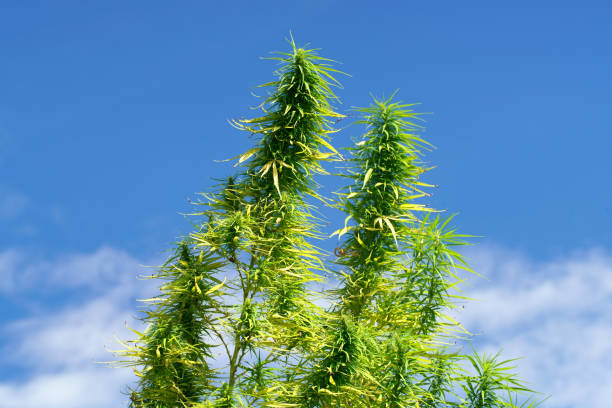 istock Vibrant Green Cannabis Plants Growing Against a Clear Blue Sky with Wispy Clouds, Highlighting the Natural Beauty of Outdoor Cultivation and Agriculture 2186172809