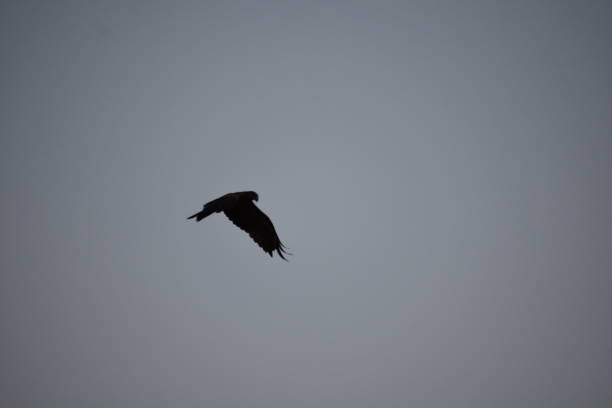 istock Indian Black kite Flying in Sky 2186181017