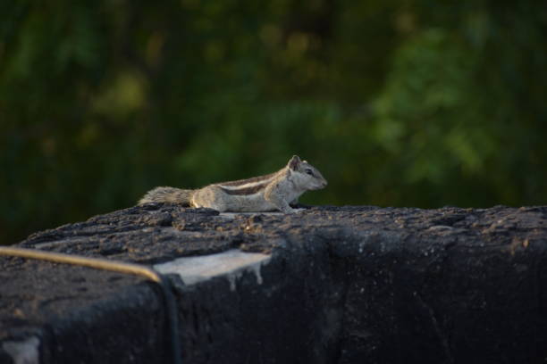 istock Beautiful Indian Squirrel is playing in green 2186181243