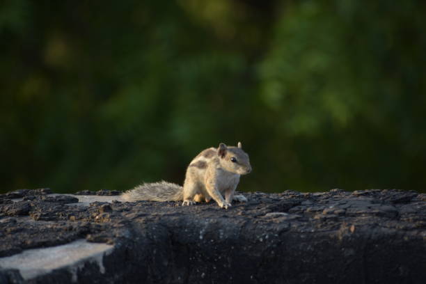 istock Beautiful Indian Squirrel is playing in green 2186181256