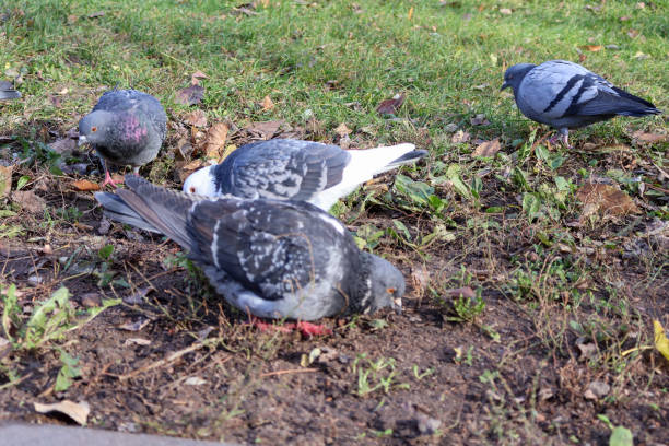 istock Group of Pigeons Feeding on Ground 2186183000