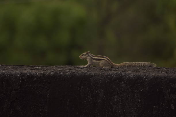 Squirrels are members of the family Sciuridae, includes small or medium-size rodents.  tree squirrels, ground squirrels, chipmunks, marmots, flying squirrel and prairie dogs among other rodents