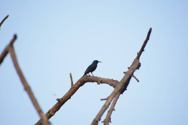 istock Indian Sun Bird is Sunbathing (Drango) 2186185260
