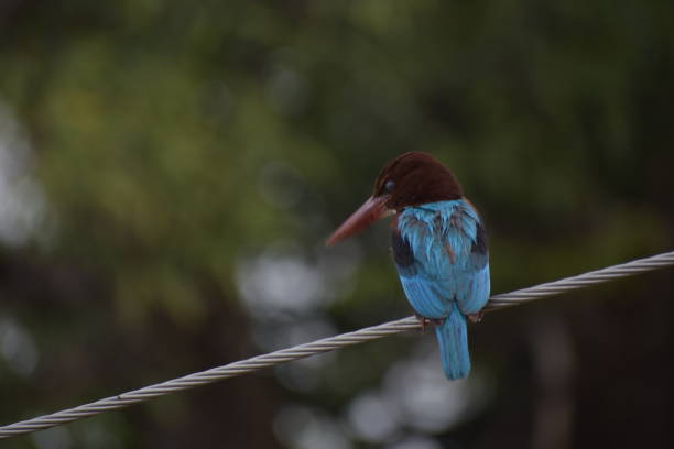 Belted kingfisher on railing