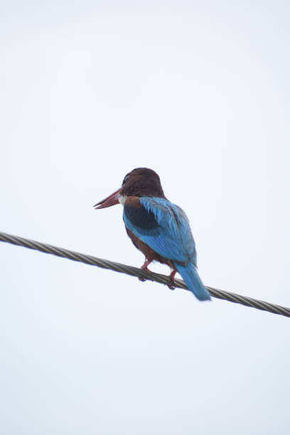 Vibrant kingfisher sits perched on a branch, overlooking a serene body of water, enjoying the tranquility of its natural habitat in India
