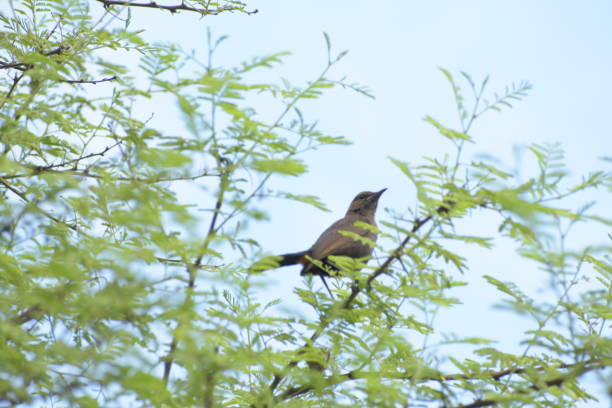 istock Indian Fantail Bird is Sunbathing 2186186025
