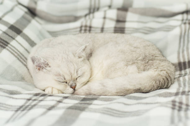 istock cute cat breed Scottish Chinchilla sleeps in home environment 2186186718