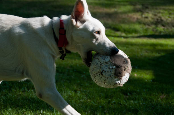 White dog playing with a soccer abll in their yard