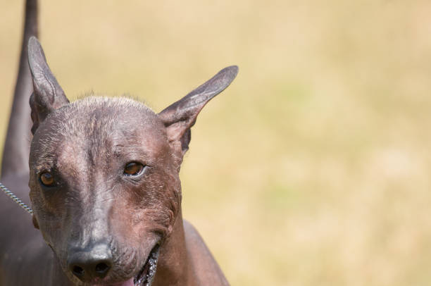 Xoloitzcuintli dog on exhibit at a dog show in New York