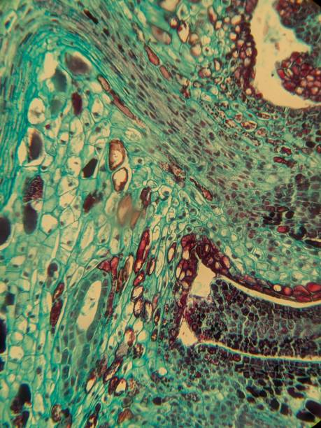 istock Microscopic view of colorful plant tissue. 2186200306