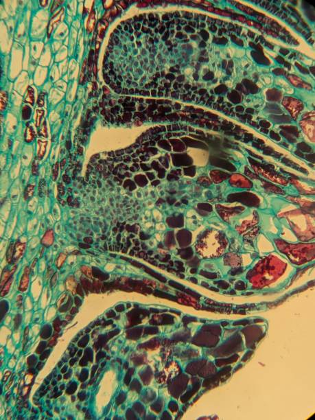 istock Microscopic plant tissue in vibrant colors. 2186200333