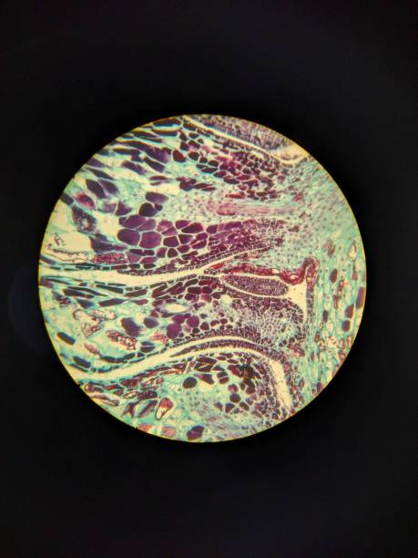 Microscopic view of colorful plant tissue.