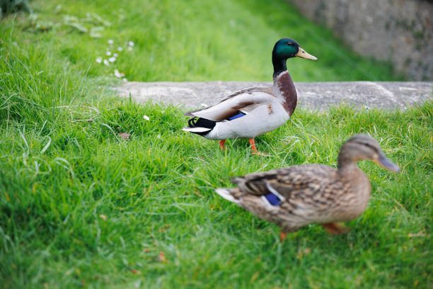 istock Drake and duck on the green grass 2186200466