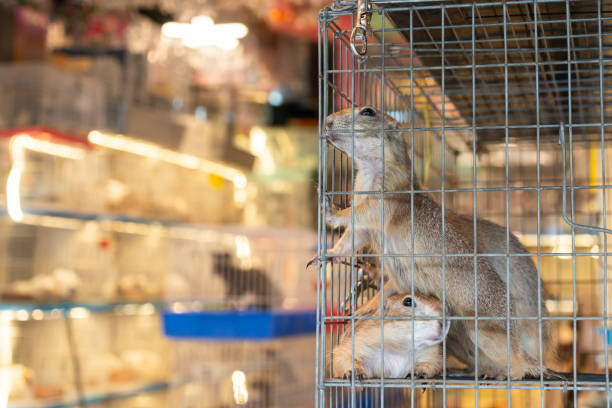 Two prairie dogs in a cage