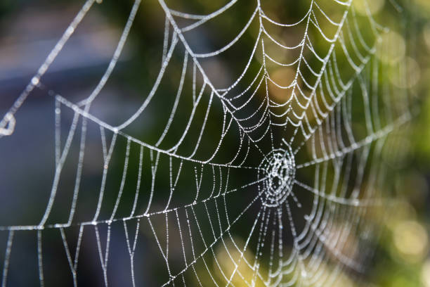 istock Delicate spider web glistening with dew in the early morning light surrounded by lush greenery 2186203510