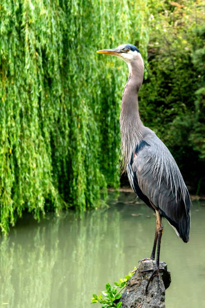 istock Blue heron looking for food 2186204780