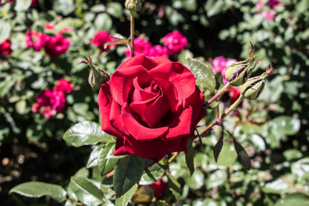 istock Red roses with buds in the garden 2186205954