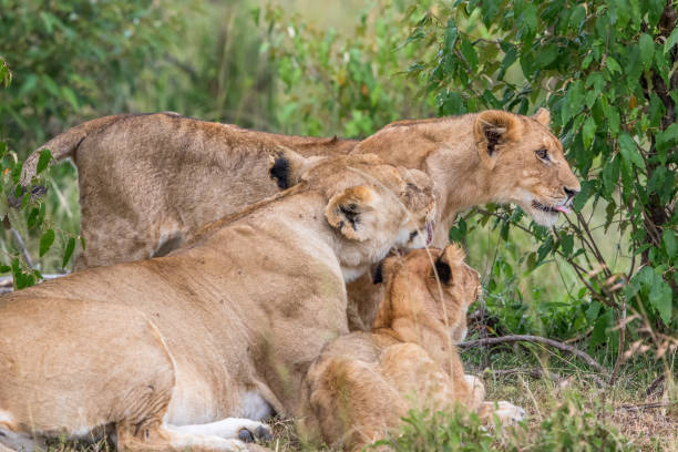 istock Lioness with cubs in the bush 2186207430