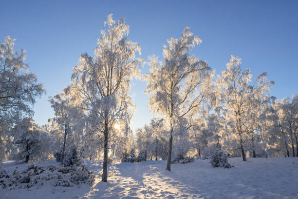 istock Sunshine through the treetops with hoarfrost in a wintry landscape 2186208041