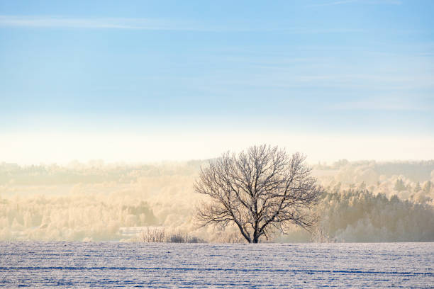 istock Beautiful view at a winter landscape with a solitary tree on a field 2186208063