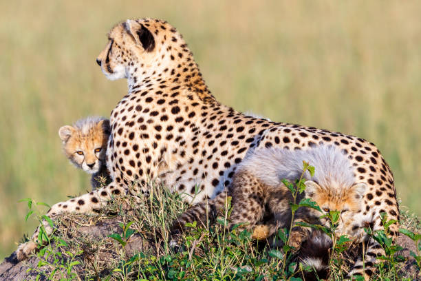 istock Cheetah family on a hill with playing cubs 2186208109