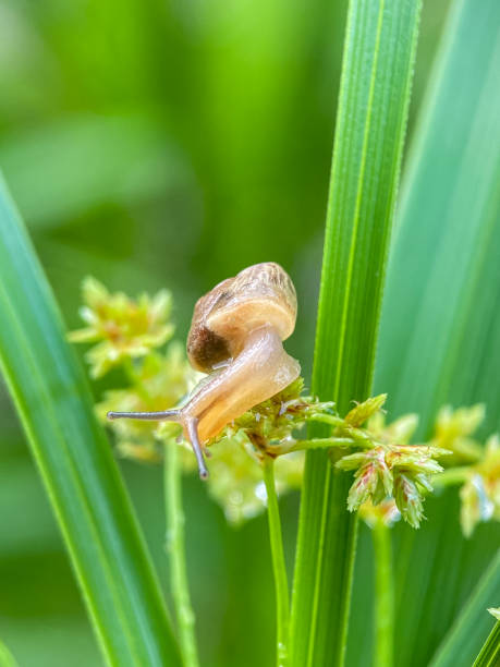 istock Close up of small snails 2186208611