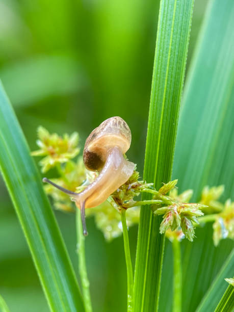 istock Close up of small snails 2186208632