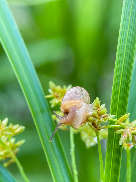 istock Close up of small snails 2186208828