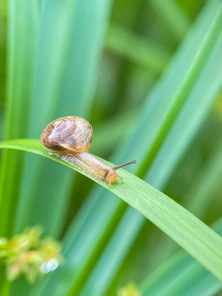 istock Close up of small snails 2186208884