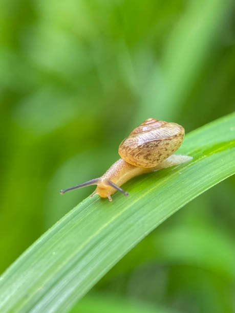 istock Close up of small snails 2186208943