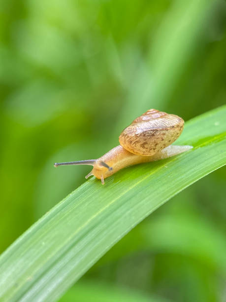 istock Close up of small snails 2186208946
