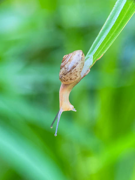 istock Close up of small snails 2186208967