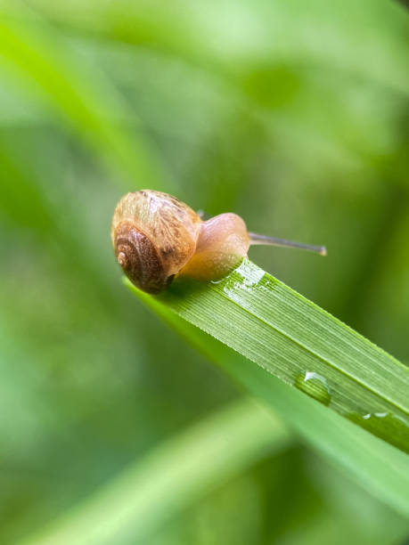 istock Close up of small snails 2186208976