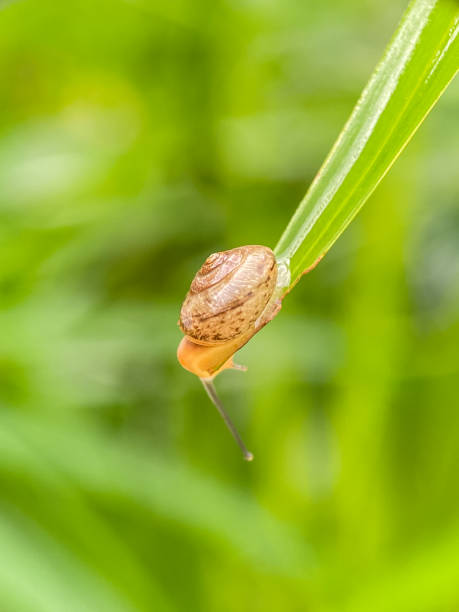 istock Close up of small snails 2186209011