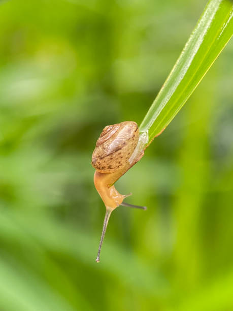 istock Close up of small snails 2186209044