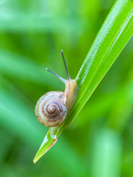 istock Close up of small snails 2186209068